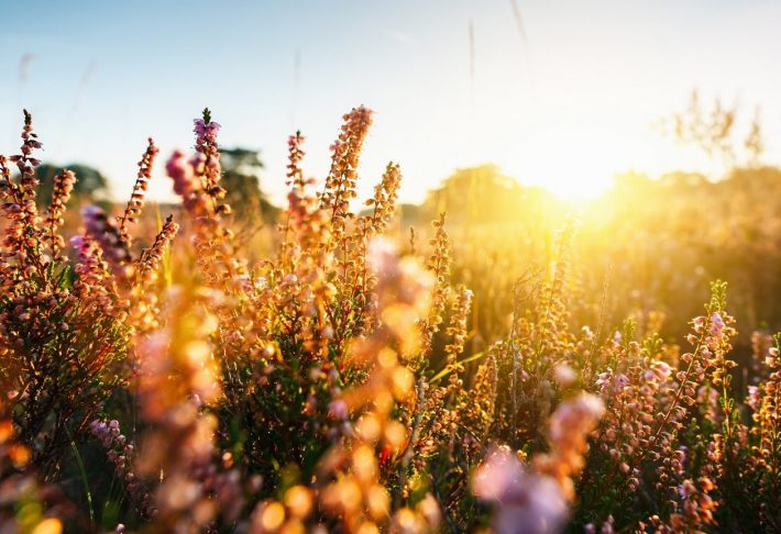 森林の考える傷つかない方法