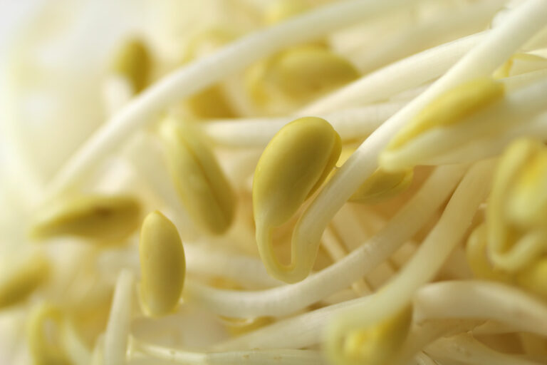 年末年始の食べ過ぎをなかったことに。 リセット食べ物５つ　豆もやし