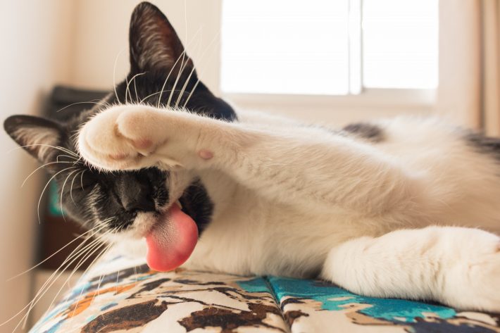 【+α雑学】そもそも猫に「またたび」は危険？