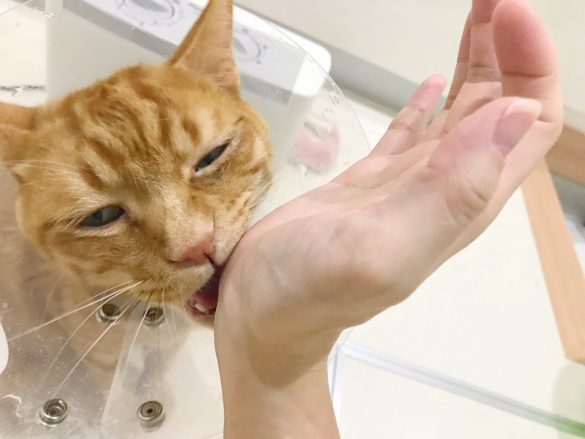 「ネコモテ バスパウダー」使ってみたら甘噛された