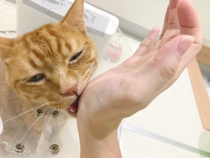 「ネコモテ バスパウダー」使ってみたら甘噛された