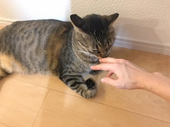 「ネコモテ バスパウダー」使ってみたら手や足をクンクン2