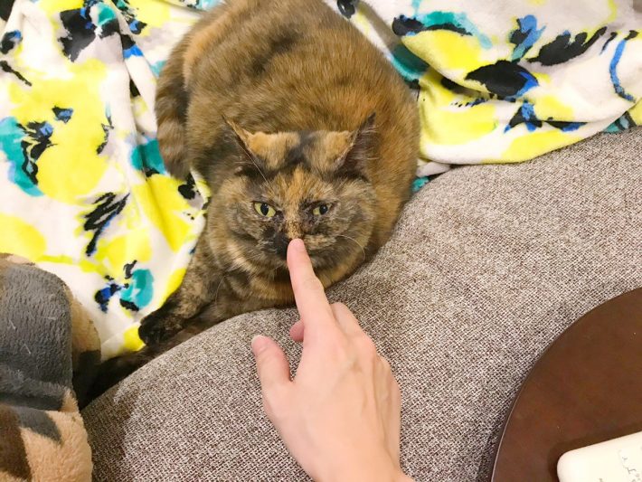 「ネコモテ バスパウダー」使ってみたら手や足をクンクン