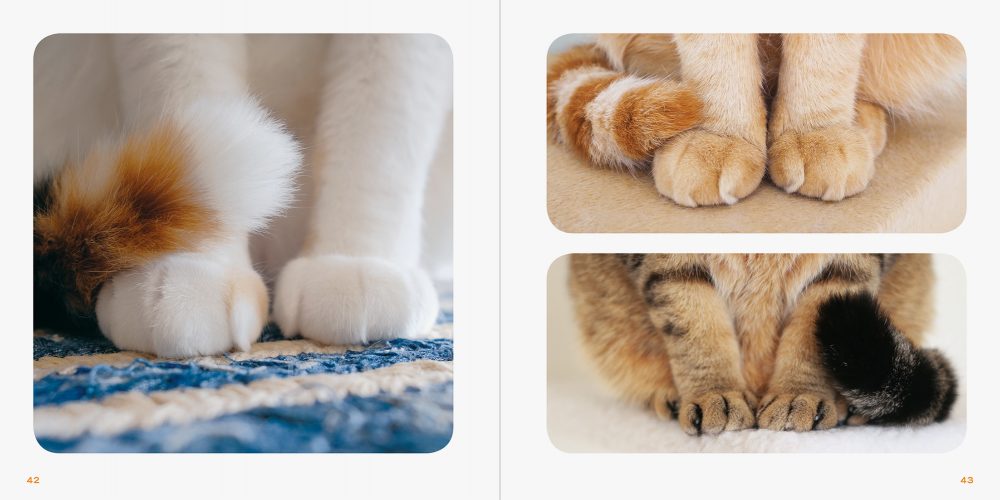 パイ インターナショナル『もっと ねこのおてて』