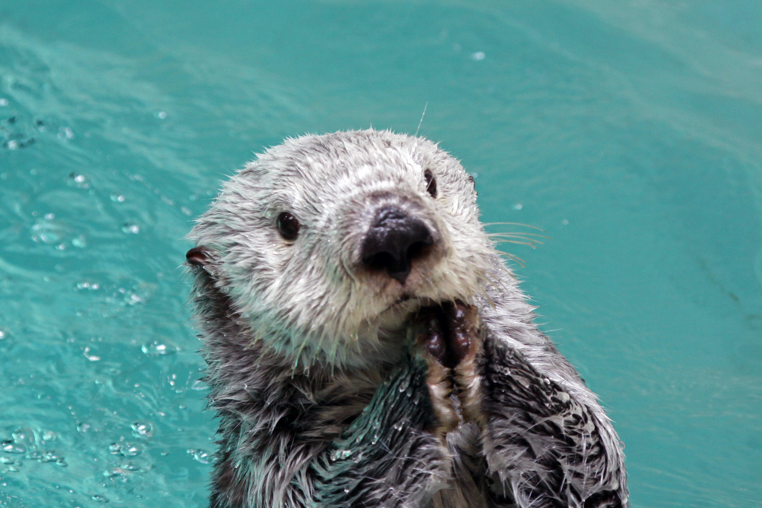 鳥羽水族館　ラッコ　メイちゃん