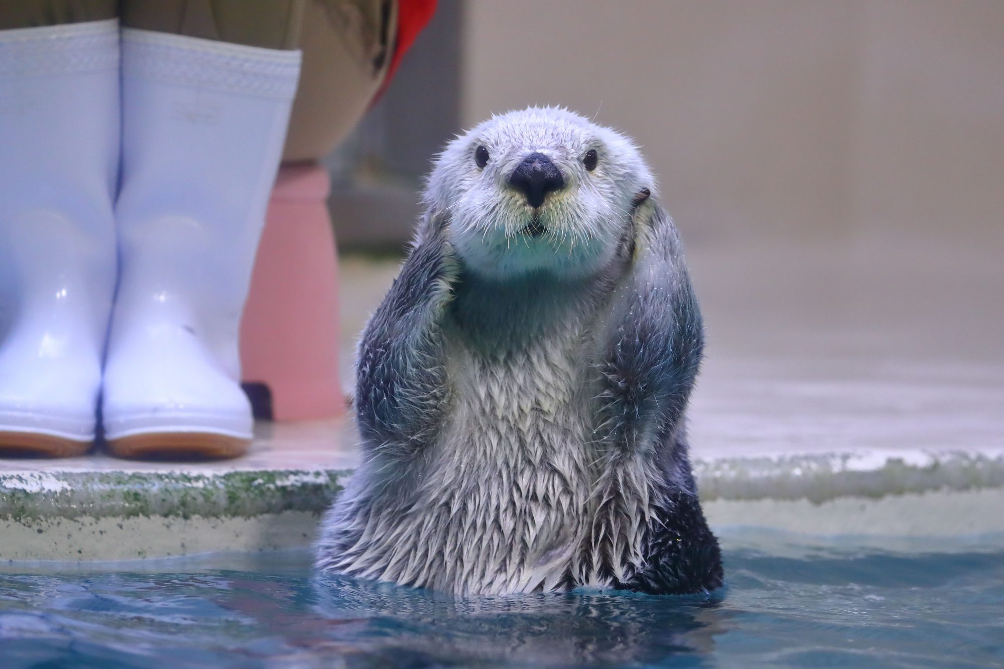 鳥羽水族館　ラッコ　メイちゃん