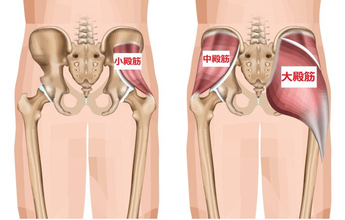 小臀筋はおしりの筋肉