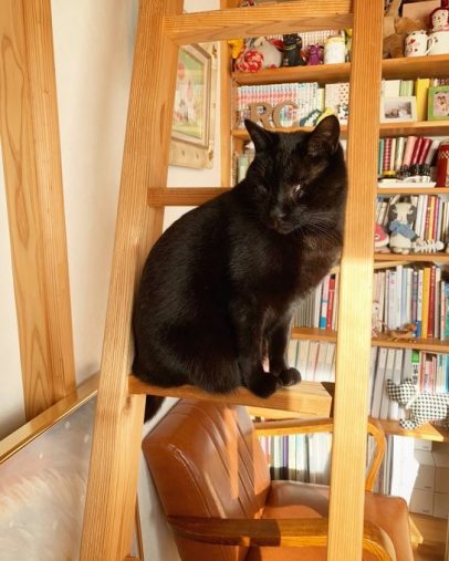 “Ribbon Cat”という猫のキャラクターを描いているデザイナーの仲田愛美(@nakadamanami)さん宅の、全盲猫チャムくん