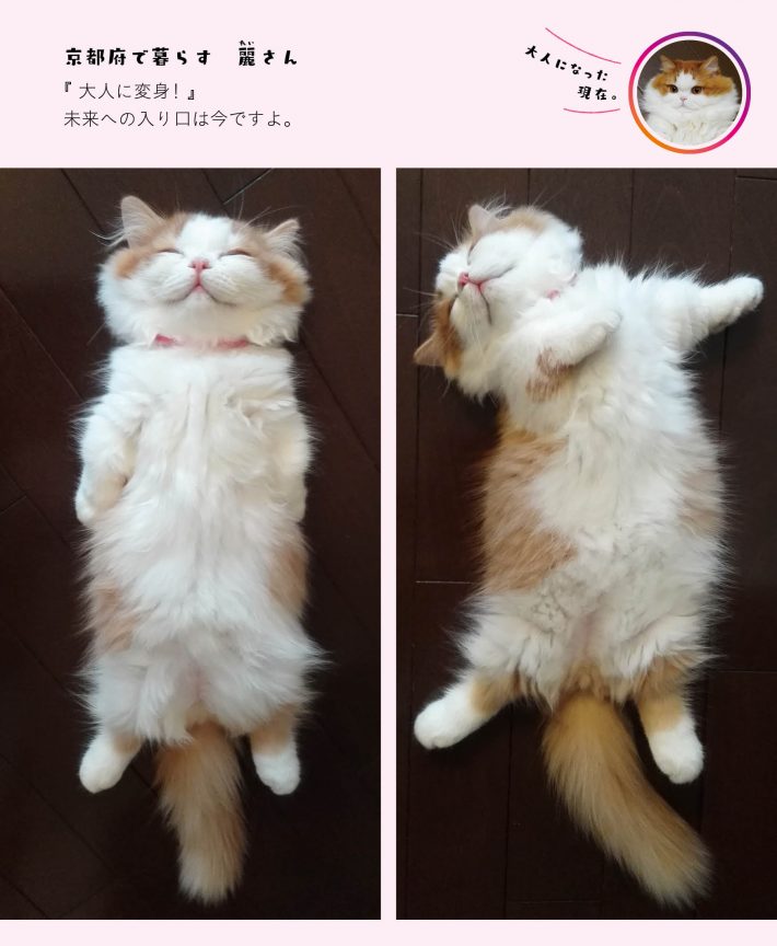 「へそ天」より麗さん