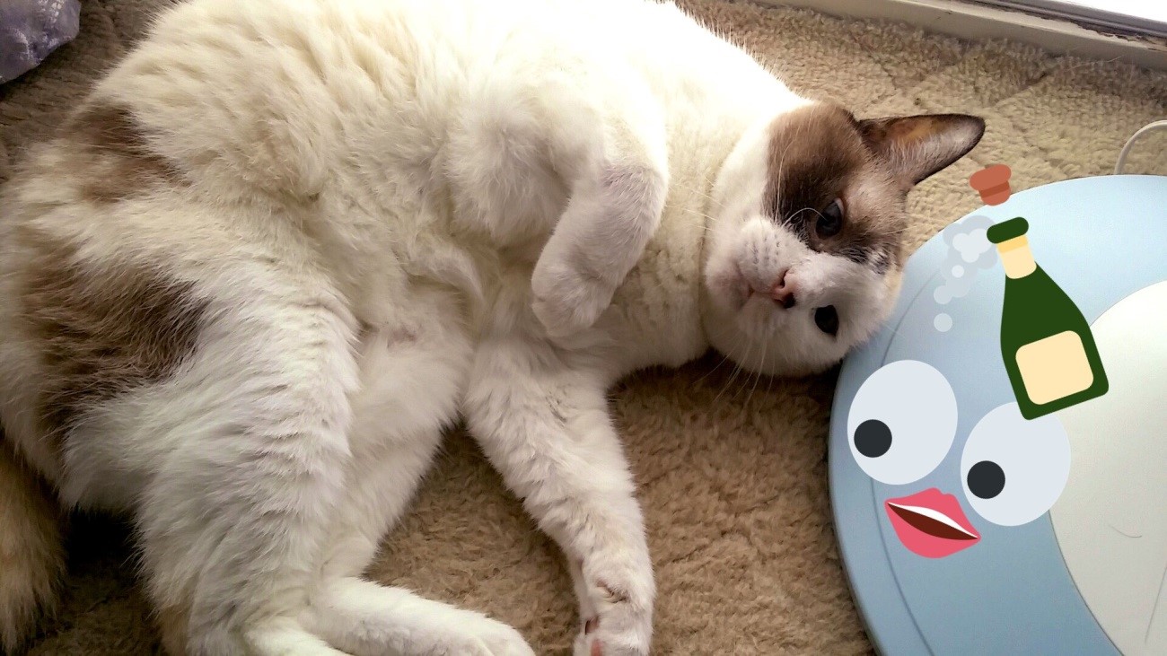 『ゲイバーのもちぎさん』(1) (Palcy・講談社、2月13日刊)