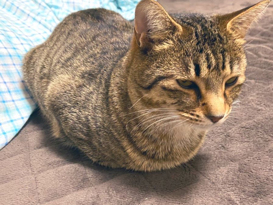 『ゲイバーのもちぎさん』(1) (Palcy・講談社、2月13日刊)