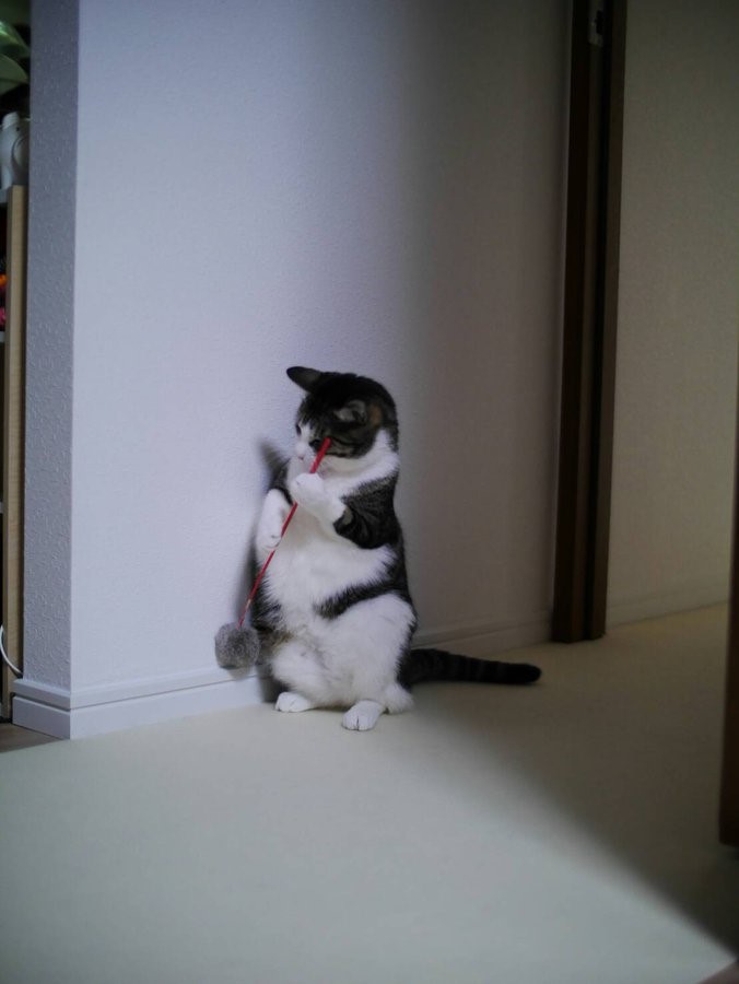 【猫の日】思わずクスっと笑っちゃった”うちの愛猫写真”