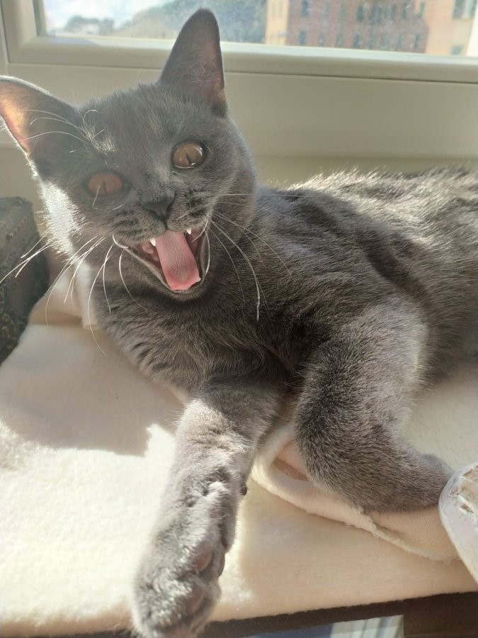 【猫の日】思わずクスっと笑っちゃった”うちの愛猫写真”