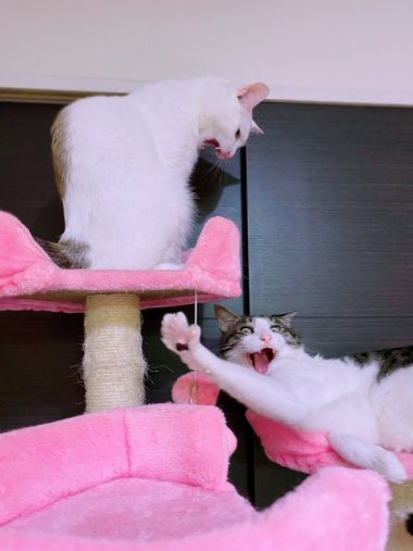 【猫の日】思わずクスっと笑っちゃった”うちの愛猫写真”