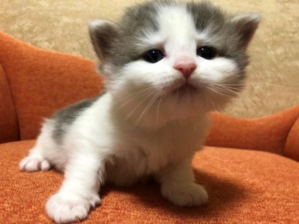 【猫の日】思わずクスっと笑っちゃった”うちの愛猫写真”