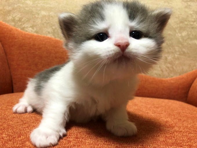 【猫の日】思わずクスっと笑っちゃった”うちの愛猫写真”