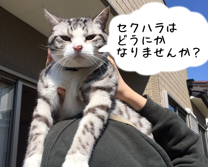 ai（@ai_haku1215）さん宅、ハクくん（5歳）