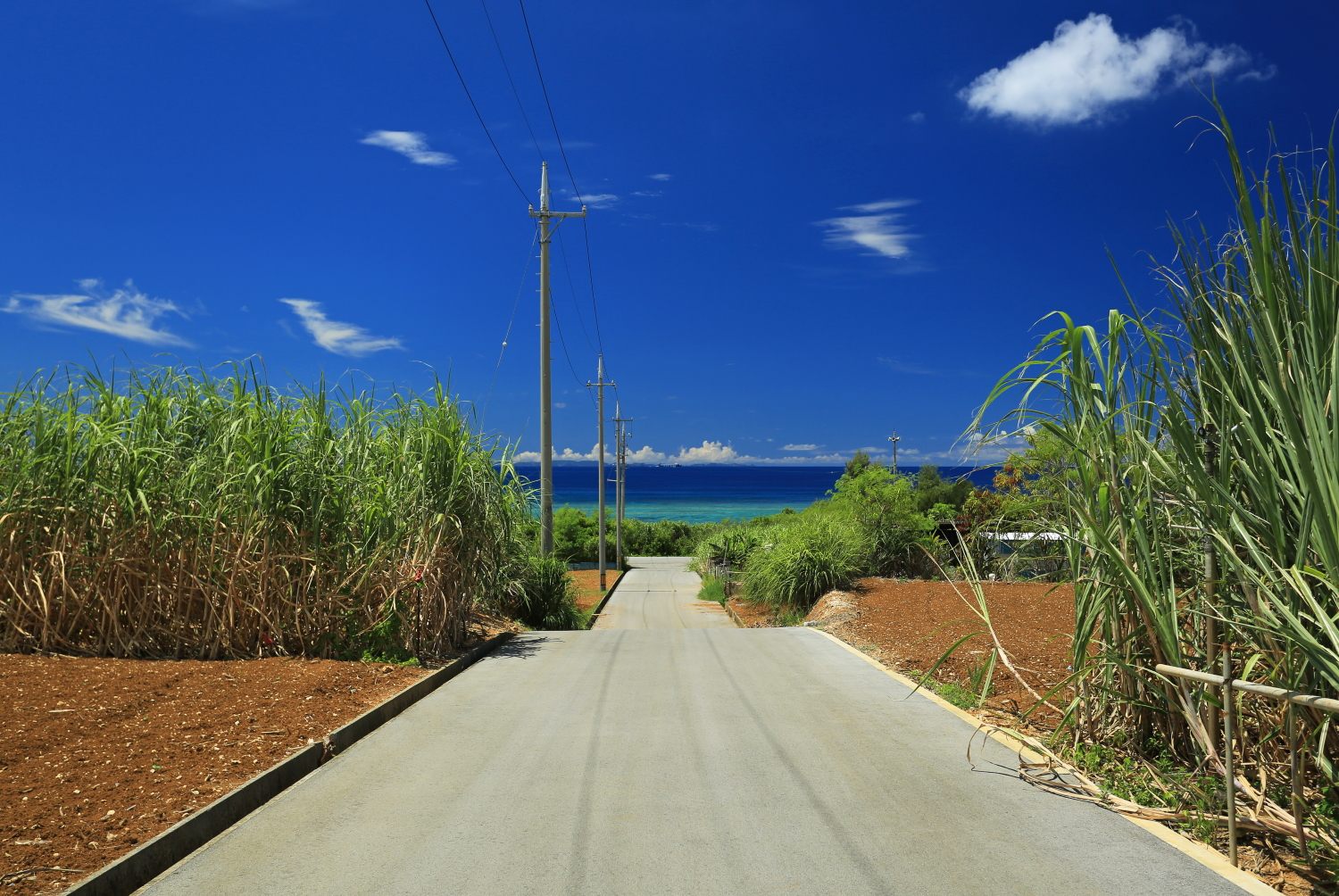 沖縄　砂糖きび　海