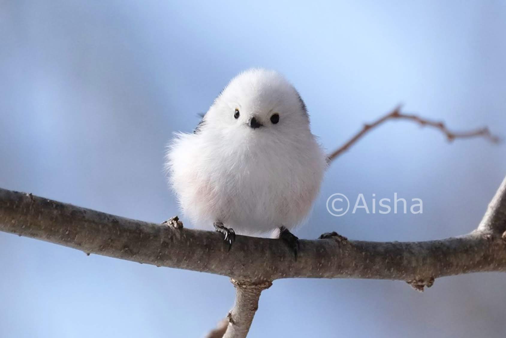 藍沙さんが撮った「雪の妖精」ことシマエナガちゃん