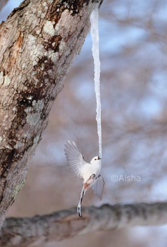 藍沙さんが撮った「雪の妖精」ことシマエナガちゃん