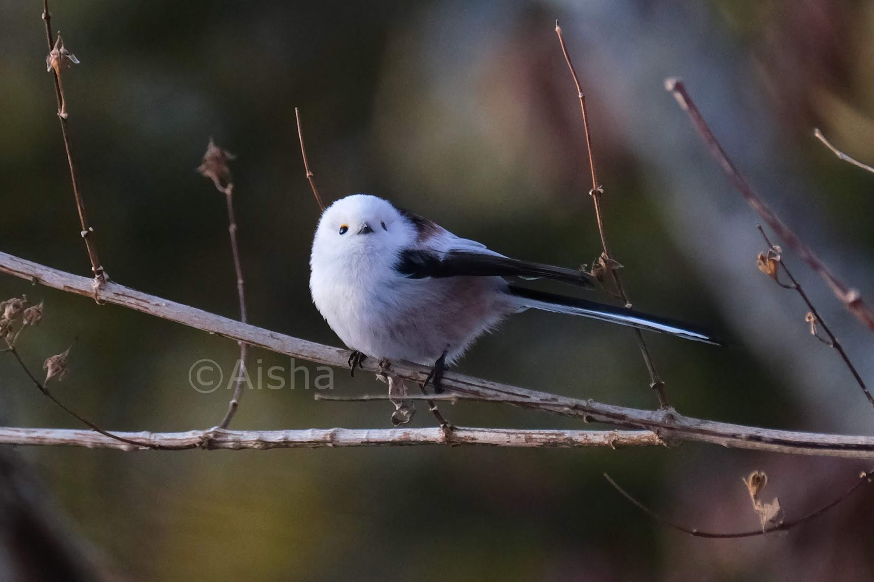 藍沙さんが撮った「雪の妖精」ことシマエナガちゃん