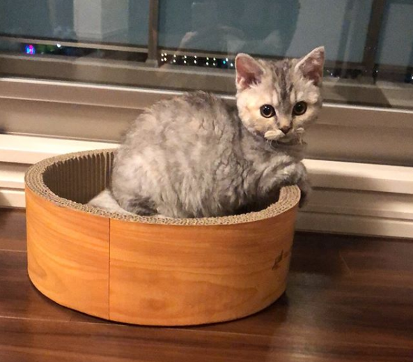 たじま（@tajimaxam）さん宅の愛猫・はるえちゃん