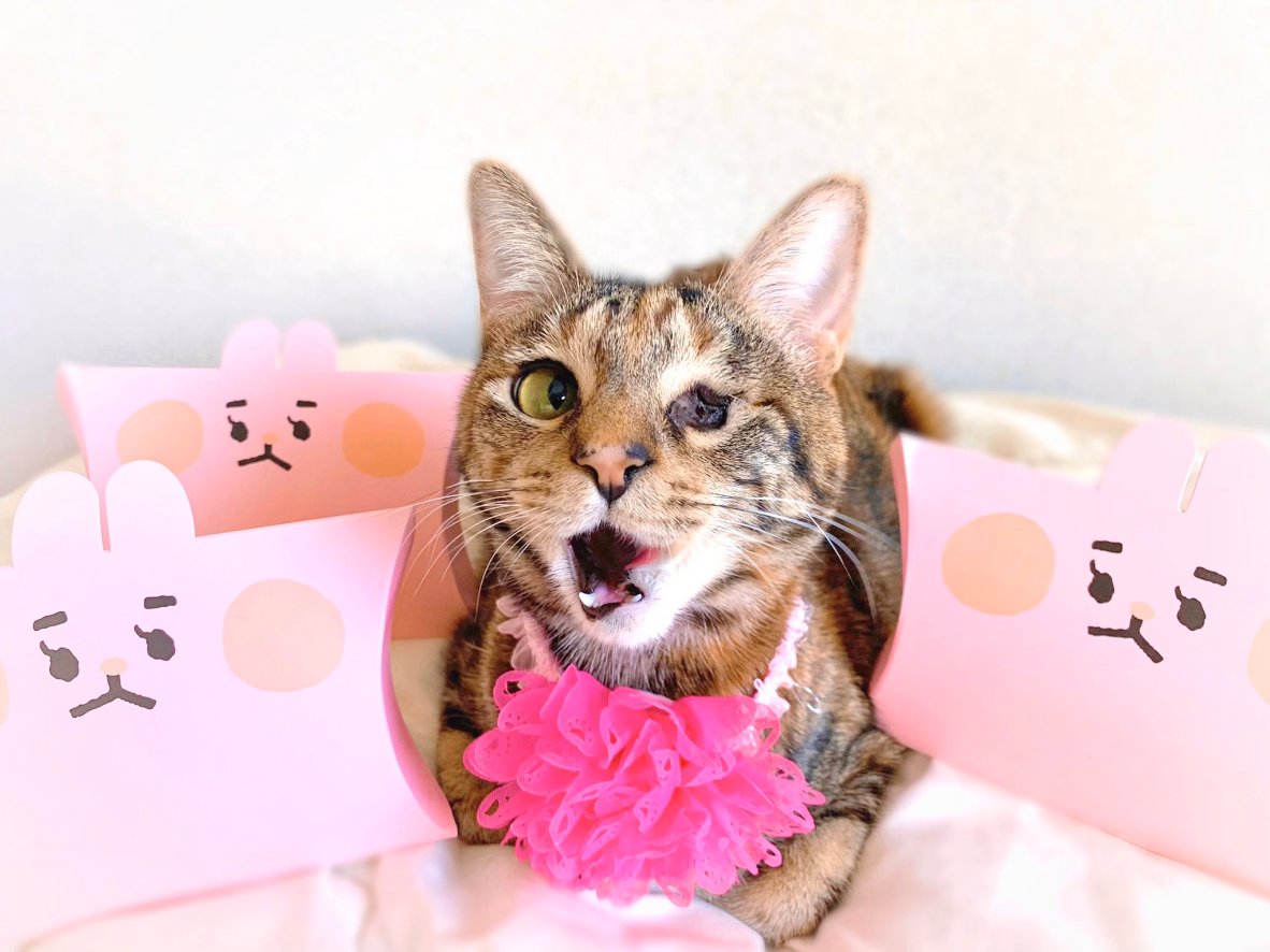 @2oniTomoさん宅で暮らす桃子ちゃん（1歳/女の子）