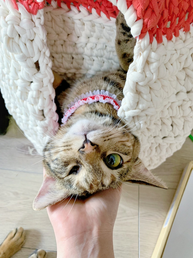 @2oniTomoさん宅で暮らす桃子ちゃん（1歳/女の子）