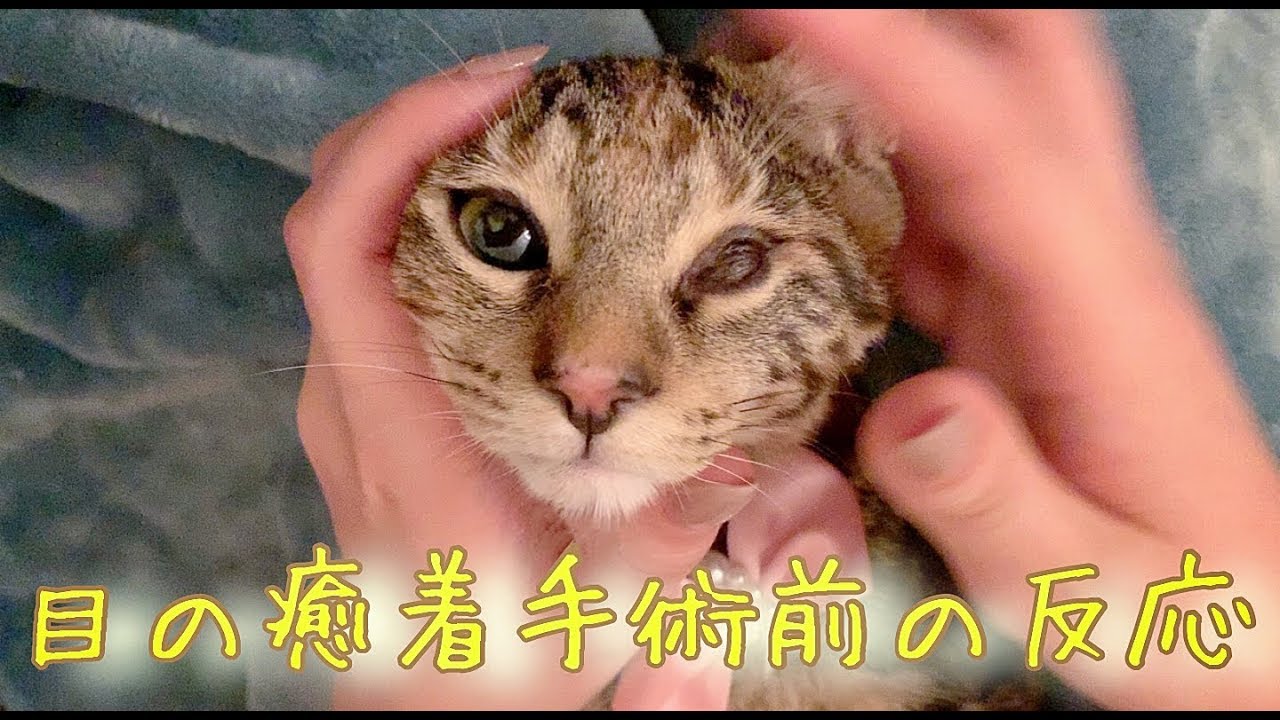 @2oniTomoさん宅で暮らす桃子ちゃん（1歳/女の子）