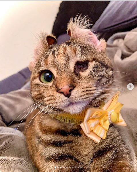 @2oniTomoさん宅で暮らす桃子ちゃん（1歳/女の子）