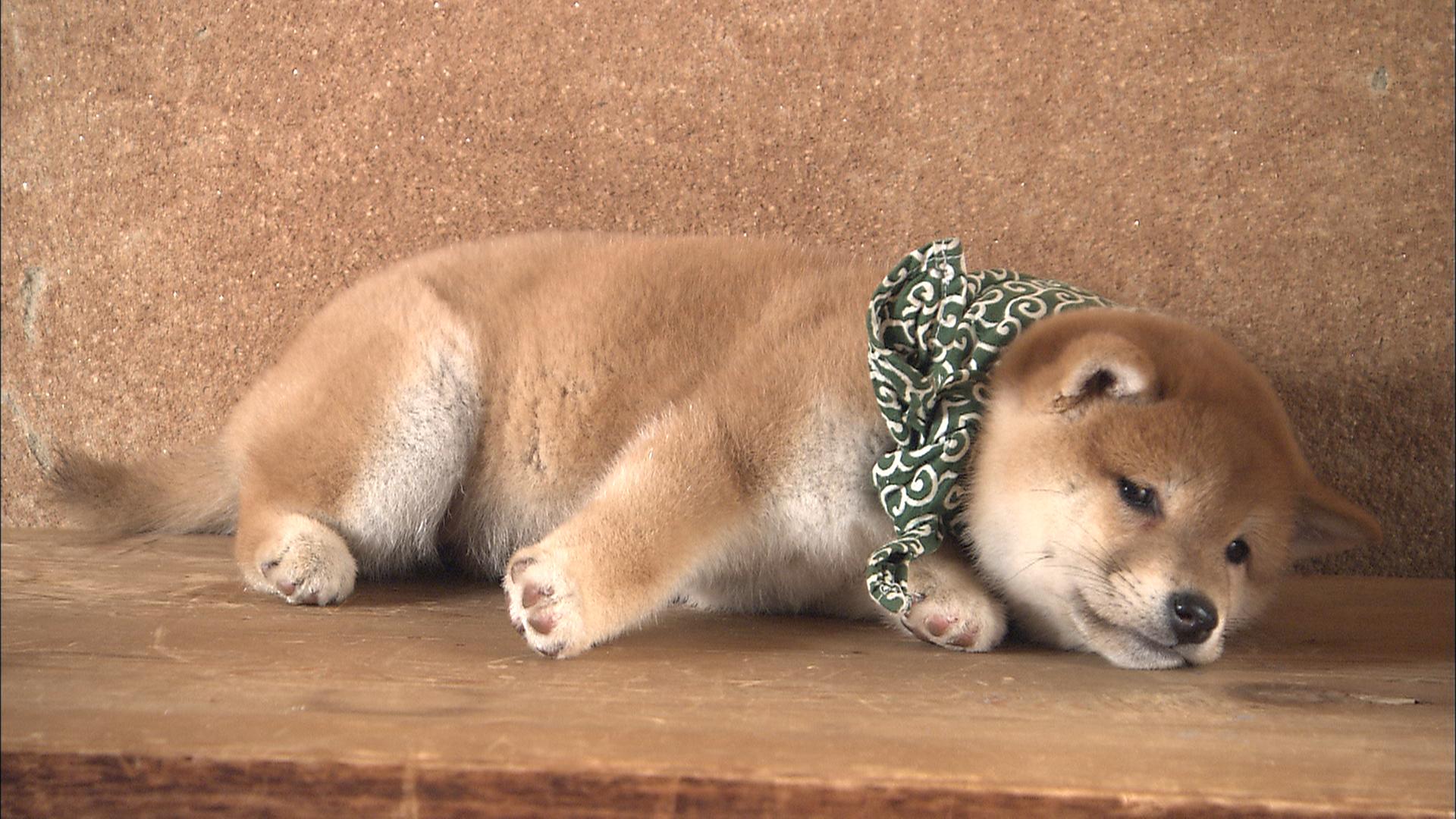 『二代目和風総本家』（テレビ東京系）「豆助っていいな。」