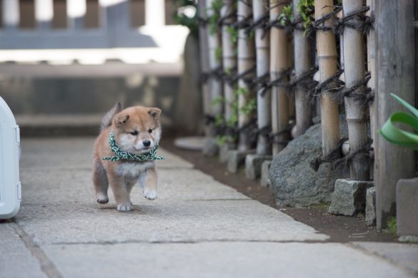 『二代目和風総本家』（テレビ東京系）「豆助っていいな。」