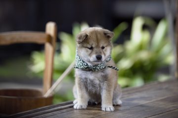 『二代目和風総本家』（テレビ東京系）「豆助っていいな。」