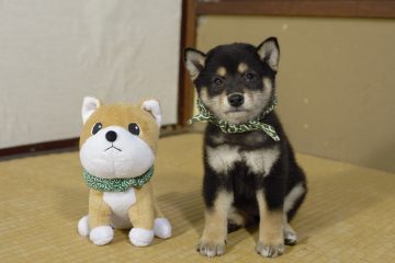 『二代目和風総本家』（テレビ東京系）「豆助っていいな。」