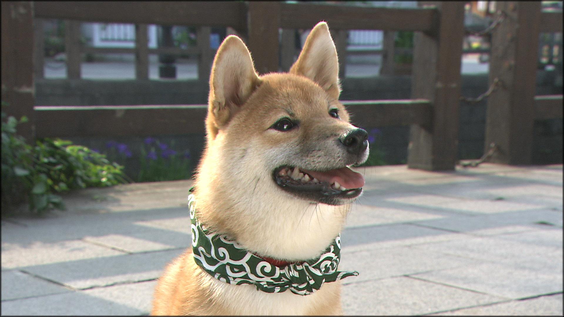 『二代目和風総本家』（テレビ東京系）「豆助っていいな。」