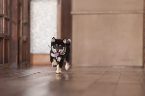『二代目和風総本家』（テレビ東京系）「豆助っていいな。」