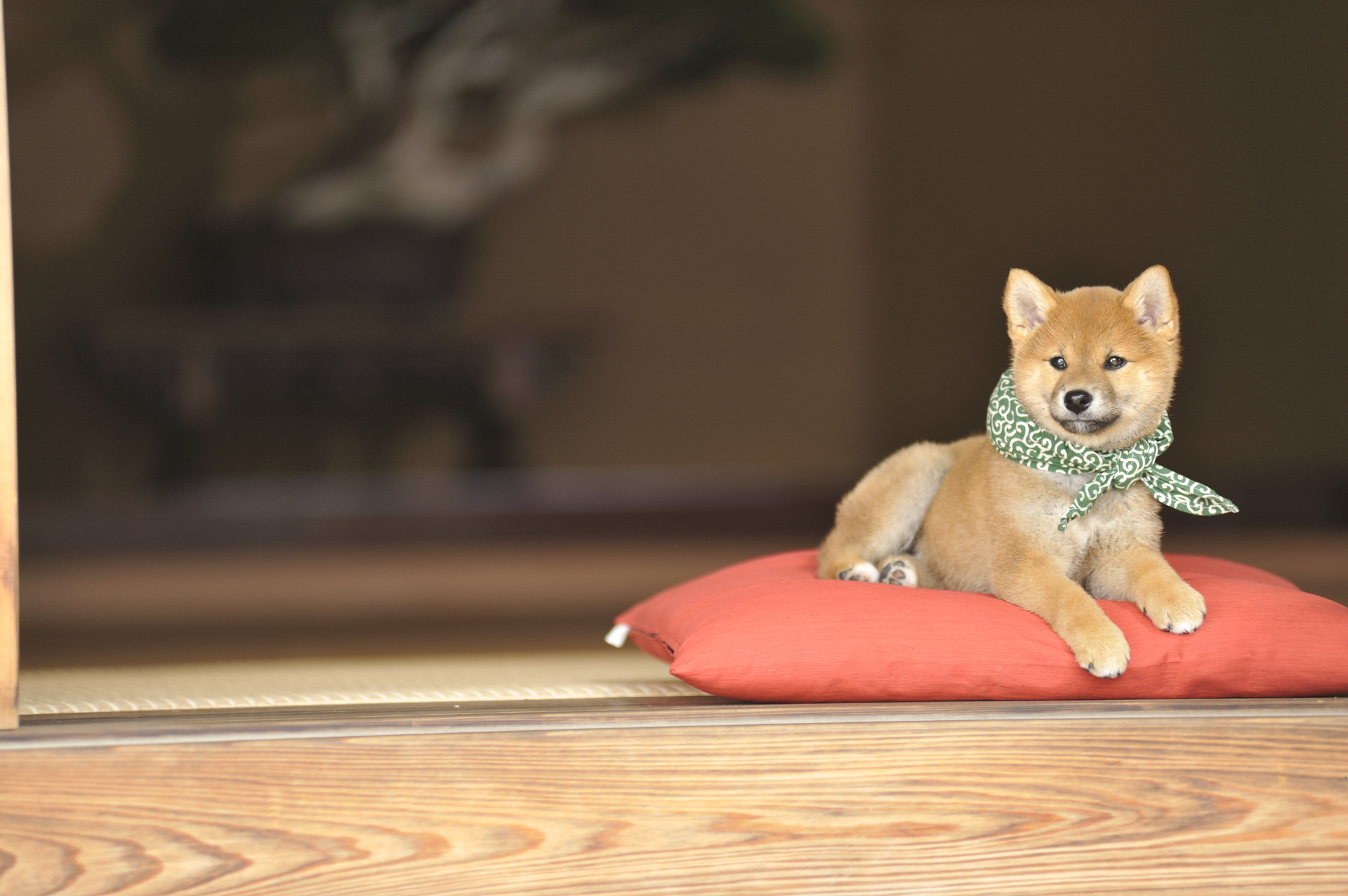 『二代目和風総本家』（テレビ東京系）「豆助っていいな。」
