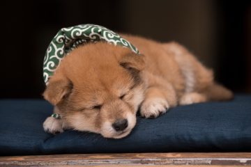 『二代目和風総本家』（テレビ東京系）「豆助っていいな。」