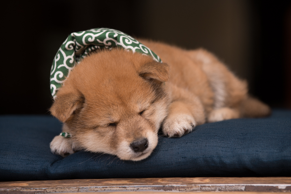 『二代目和風総本家』（テレビ東京系）「豆助っていいな。」