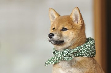 『二代目和風総本家』（テレビ東京系）「豆助っていいな。」