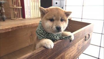 『二代目和風総本家』（テレビ東京系）「豆助っていいな。」