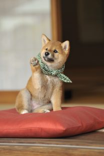 『二代目和風総本家』（テレビ東京系）「豆助っていいな。」