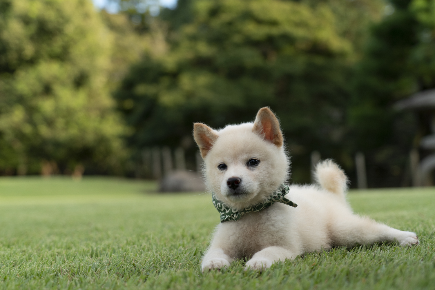 『二代目和風総本家』（テレビ東京系）「豆助っていいな。」