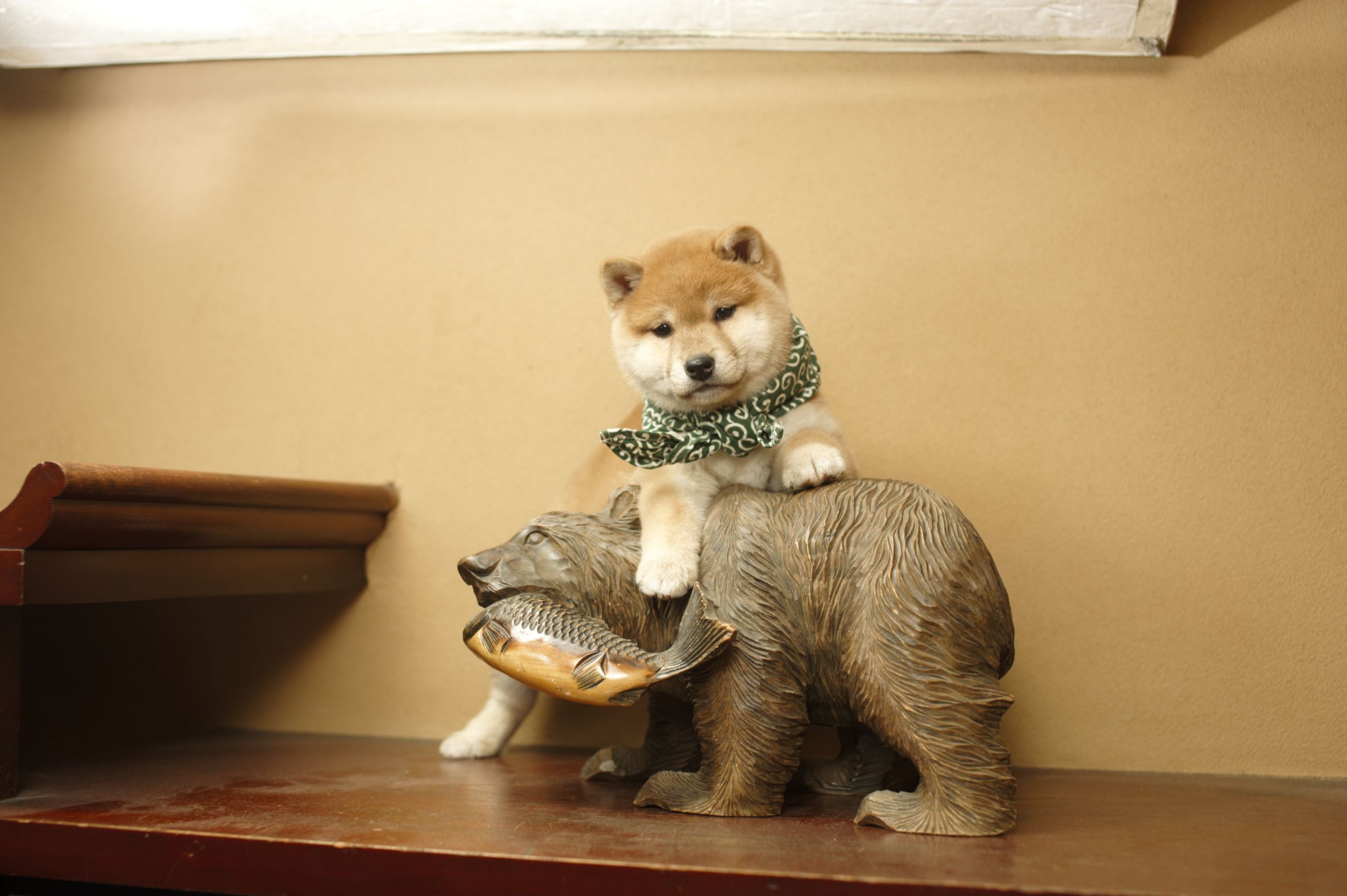 『二代目和風総本家』（テレビ東京系）「豆助っていいな。」