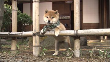 『二代目和風総本家』（テレビ東京系）「豆助っていいな。」