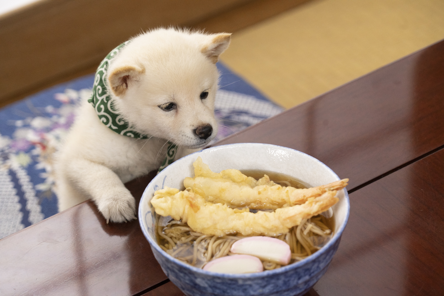 『二代目和風総本家』（テレビ東京系）「豆助っていいな。」