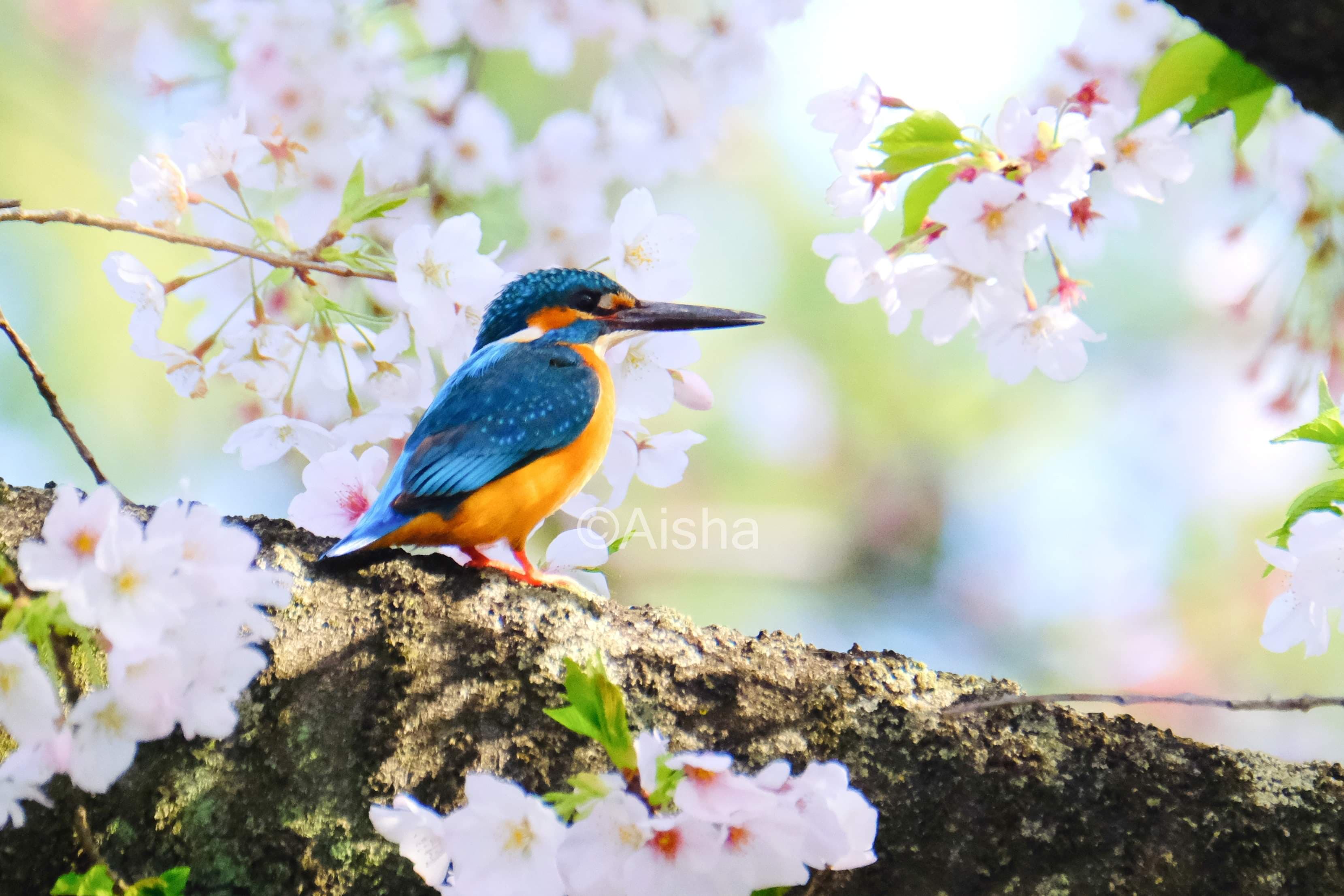 天然山桜＊桜の木【森を感じられるバードコール♪】鳥笛＊とても綺麗で 