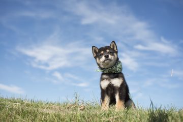 『二代目和風総本家』（テレビ東京系）「豆助っていいな。」