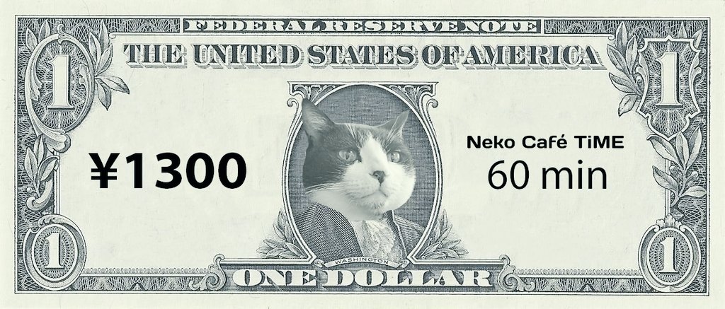 保護猫カフェが新型コロナで危ない。700人のお客さんがゼロに…