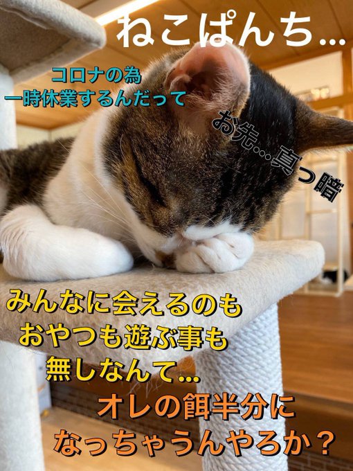 保護猫カフェが新型コロナで危ない。700人のお客さんがゼロに…